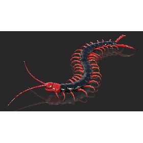 3D Scolopendra Subspinipes Mutilans Rigged